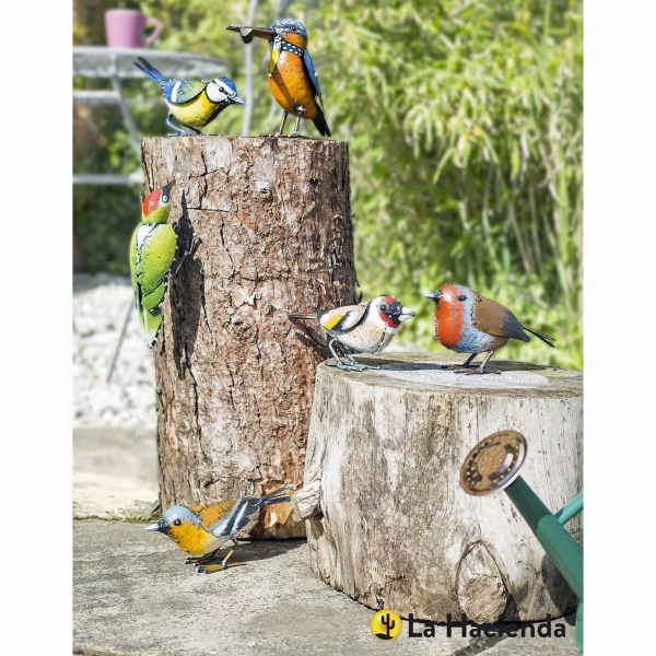 British birds best sale for sale uk